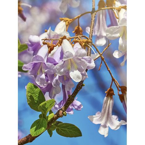 Arbre du dragon 'April Light' Pot de 1L/1,5L