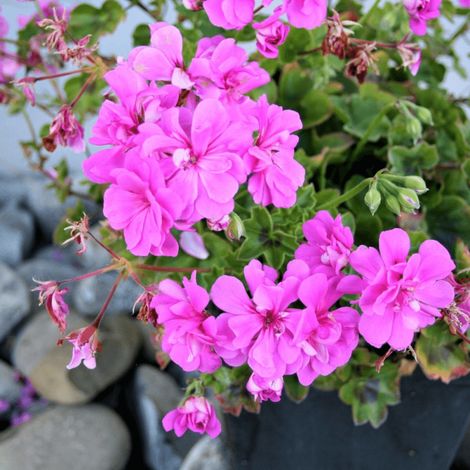 Geranium lierre double varié/Pot de 10.5 cm