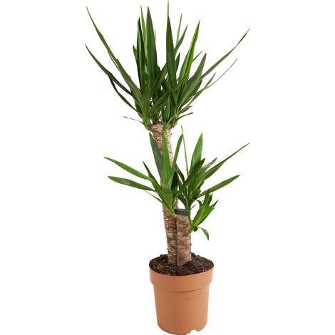 Bloomique - Yucca Elephantipes - Yucca - Plante d’intérieur - Dépolluante - Facile à entretenir - Hauteur 80-100 cm - Pot 21 cm