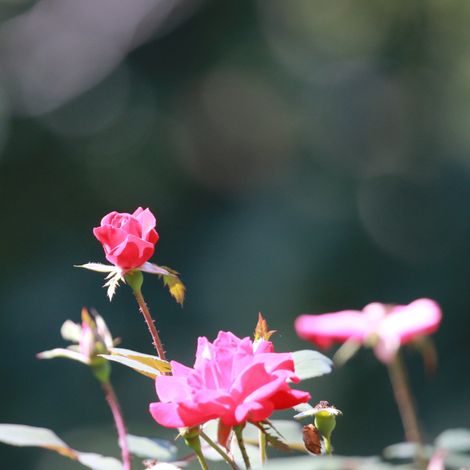 Gardenaria Rosa paesaggistica 'Pink Knock Out' Meilland - Rosa da giardino - Altezza: 25/30 cm (vaso19) (1/5)