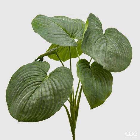 MAZZO DI HOSTA H.66 VERDE
