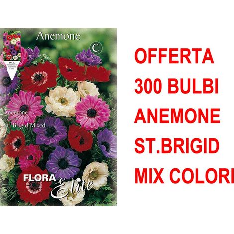 OFFERTA 300 BULBI ANEMONE CORONARIA ST. BRIGID BULBS BULBES
