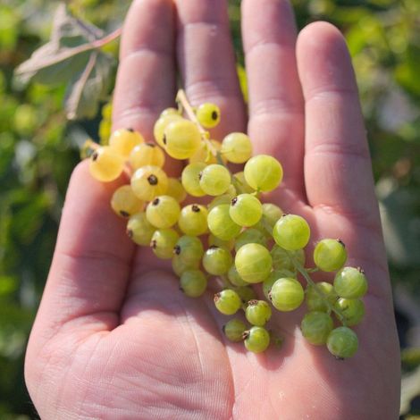 Groseillier à grappes Versaillaise Blanche/Pot de 1,5L - 20/50 cm
