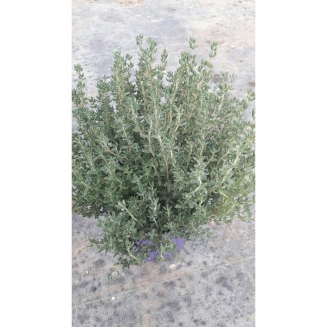 PIANTE DI TIMO in vaso 14 cm (foto reali)