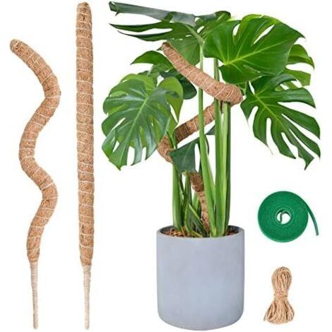 Tuteur Monstera pour Plantes,  60cm x 2 kit de Poteau Mousse Plantes Grimpantes, Coco d'intérieur - (1/5)