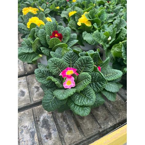 Primula
