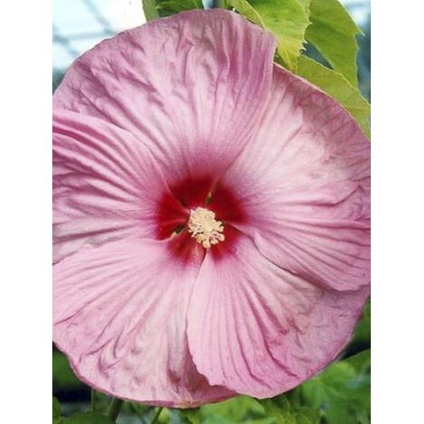 Hibiscus des marais 'Rose' Pot de 2L/3L (1/2)