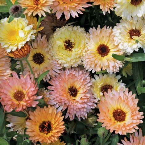 Graines Calendula Officinalis Pacific Beauty 1000 Graines – Non OGM – Floraison Longue Durée – Fleurs pour Jardin et Massifs