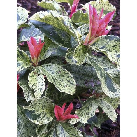 Photinia 'Pink Crispy' Pot de 2L/3L (1/4)