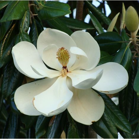 Magnolia grandiflora "Little Gem" pianta in vaso ø24 cm h. 60/80 cm