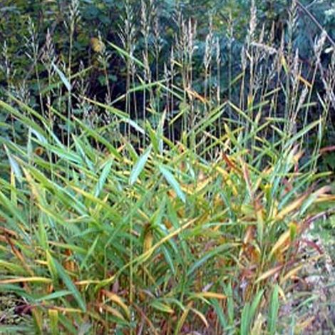 4 x Spodiopogon sibiricus - godet 9x9 cm