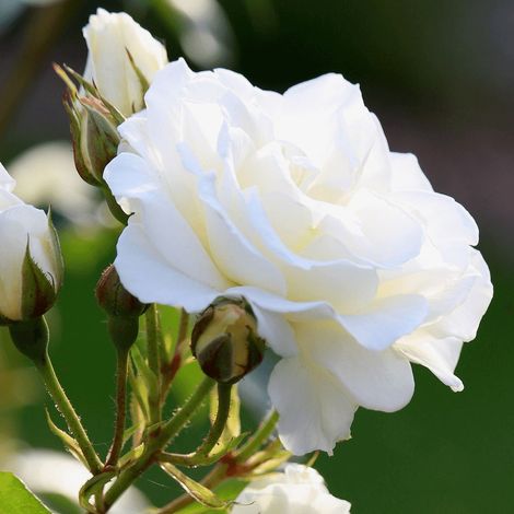 Rosier ancien Jeanne Moreau® 'Meidiaphaz'/Pot de 10 L - 1/2 tige