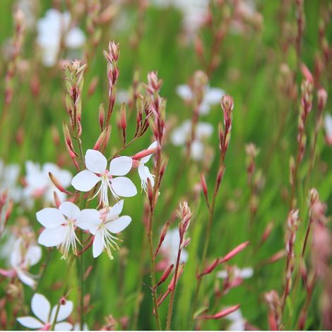 4 x Gaura lindheimeri 'Short Form' - godet 9x9 cm