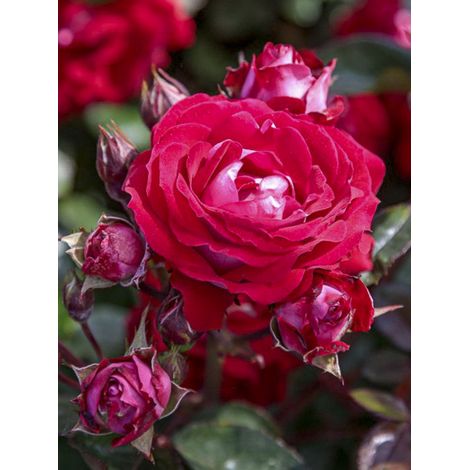 Rosier paysager 'Belle De Grasse' Pot de 4L/5L
