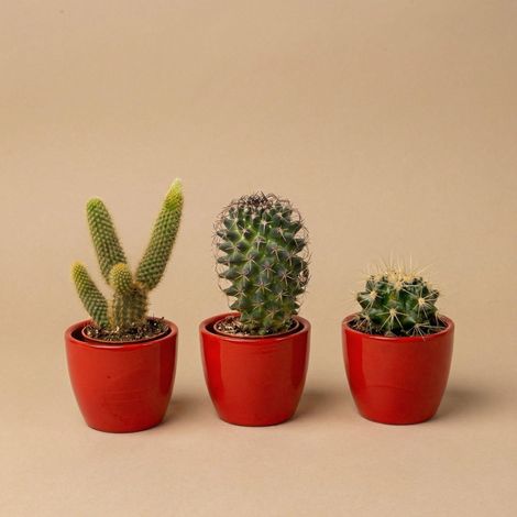 Lot de 3 Cactus Vivants avec Mini Pots en Céramique Rouge Plantes d'Intérieur 8-12 cm - PANGIVO (1/4)