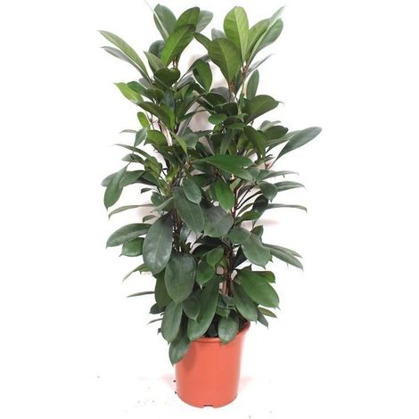 Ficus Cyathistipula - Plante d'Intérieur Naturelle Décorative - Feuillage Vert - Hauteur 100 cm - PANGIVO