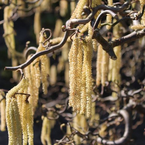 Noisetier tortueux Corylus – Hauteur 4 à 6 mètres – Feuillage caduque ondulé – Chatons mâles jaune d'or en fin d'hiver – Arbre ornemental