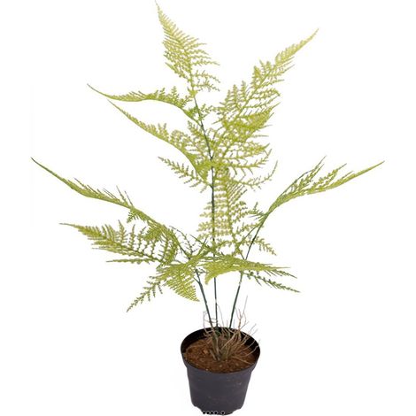 Asparagus Plumosus plante verte factice en pot H45cm très originale (1/2)