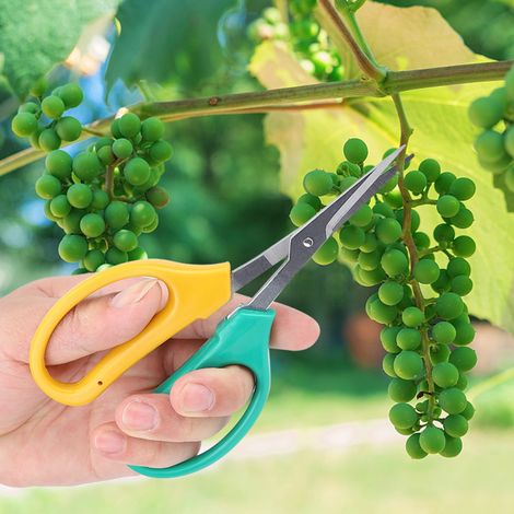 Sécateur courbe à lames en acier inoxydable pour taille de vigne, cisaille à bonsaï, ciseaux de cueillette de branches fruitières (1/5)