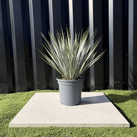 Yucca Rostrata Hauteur 50 Cm Pot 3,5 Litres
