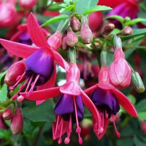 4 x Fuchsia 'Tom Thumb' - godet 9x9 cm
