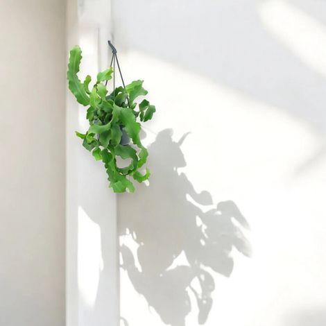 Gardenaria Epiphyllum guatemalense - Pianta da interno ornamentale - Altezza: 30 cm (vaso 14) (1/4)