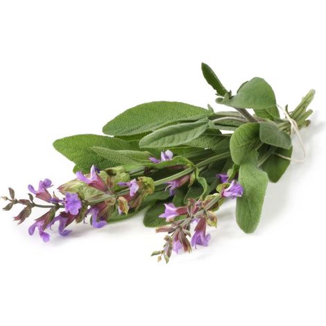Semi di salvia selvatica piante aromatiche per orto e giardino (1/3)
