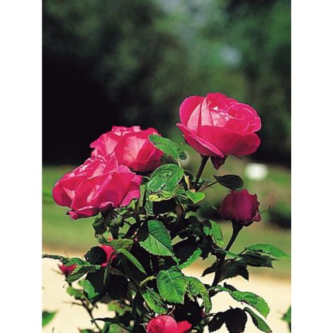 Rosier ancien hybride remontant 'Ulrich Brunner' Pot de 4L/5L