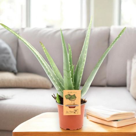 Gardenaria Aloe vera - Pianta da interno ornamentale - Altezza: 40 cm (vaso 12) (1/5)