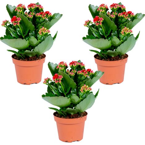 Bloomique - Lot de 3 - Kalanchoé - Fleurs rouges - Plante d'extérieur et d'intérieur - Hauteur 15-25 cm - Pot 12 cm