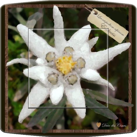 Interrupteur décoré edelweiss 2