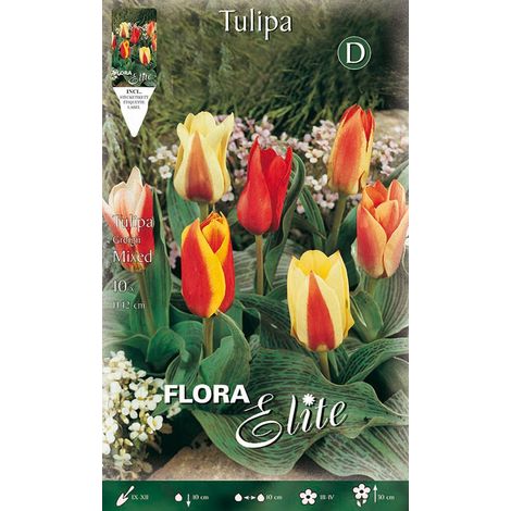 BULBI AUTUNNALI DI TULIPANO GREIGII MIX CONFEZIONE DA 10 BULBI BULBS BULBES