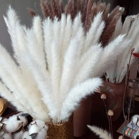 MINKUROW 30 Pz Erba Di Pampa, Erba Di Pampa Naturale Erba Di Pampa Essiccata Erba Phragmites Mazzo Di Fiori Secchi Decorazione Della Casa (1/5)