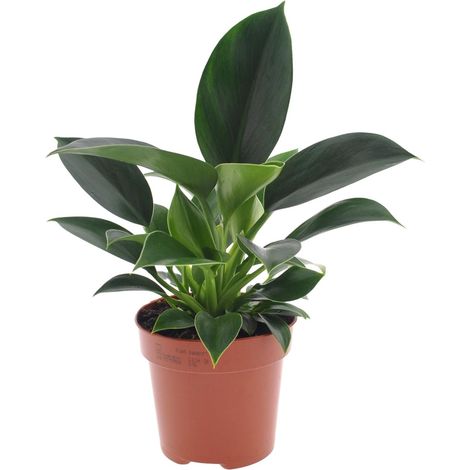 Philodendron Green Princess Plante d'intérieur Verte Feuillage Brillant Pot Ø12 cm Hauteur 25 cm - PANGIVO