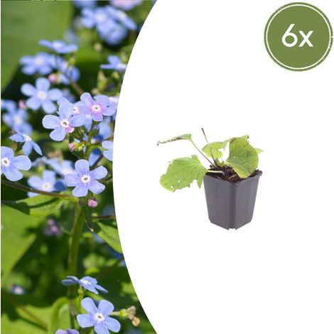 Lot de 6 Brunnera macrophylla - Myosotis du Caucase - Plante Vivace Ombre - Fleurs Bleues - Ø9cm - PANGIVO (1/5)