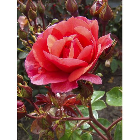 Rosier à massif 'Folle Framboise' Pot de 4L/5L