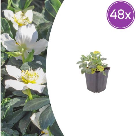 Rose de Noël Helleborus niger Plante Vivace Rustique Fleurs Blanches Pot Ø 9 cm Lot de 48 (1/5)