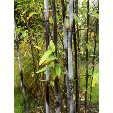 Bambou non traçant 'Gerry' Pot de 4L/5L (1/2)