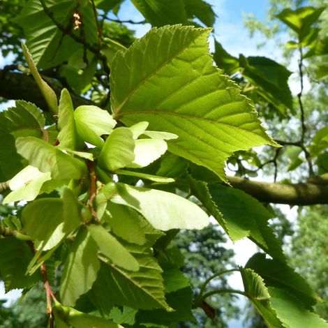 Érable rufinerve, Acer rufinerve/Pot de 15L - Baliveau