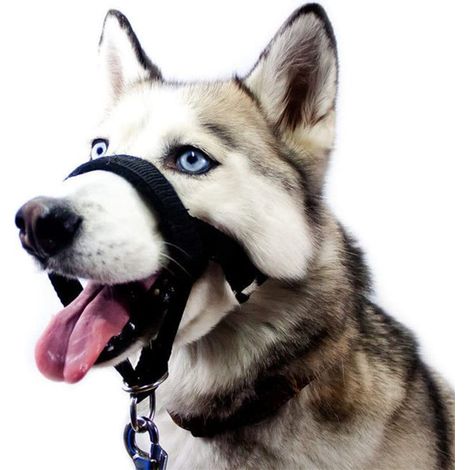 Muzzle Pour Chien - En Tissu Oxford Et Néoprène - Ajustable Respirant Et Compatible Avec La Boisson - Pour Chiens Moyens Et Grands - Lot De 5 (1/5)