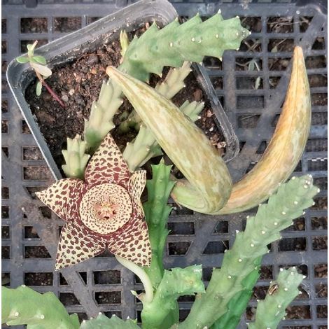 stapelia variegata 4 talee/cuttings