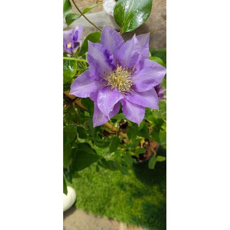 Clematis boulevard 'Samaritan' plante, H80cm, photos réelles - Colore: Viola
