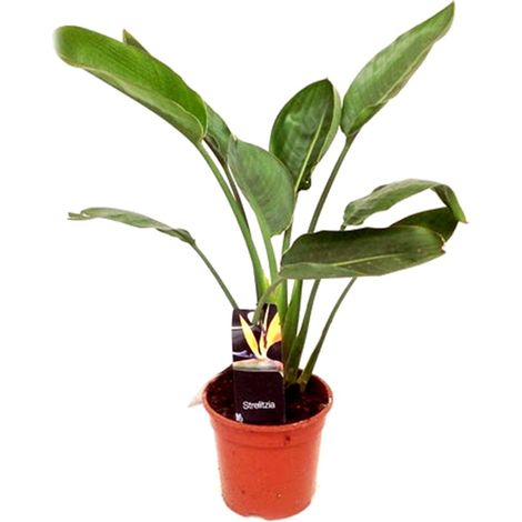 Planta Natural de Strelitzia Reginae en Maceta M17