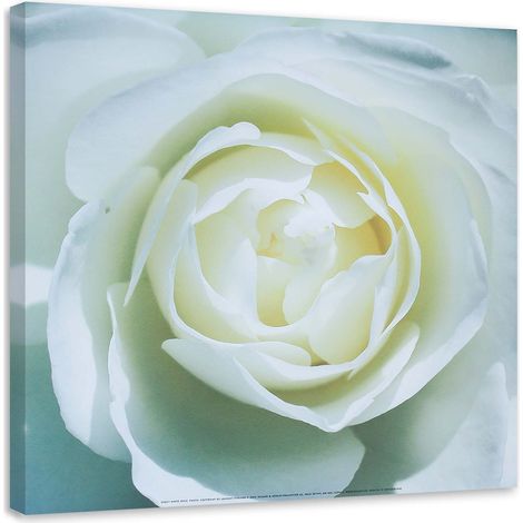 Tableau sur toile Fleur de rose blanche Nature 40x40 (1/5)