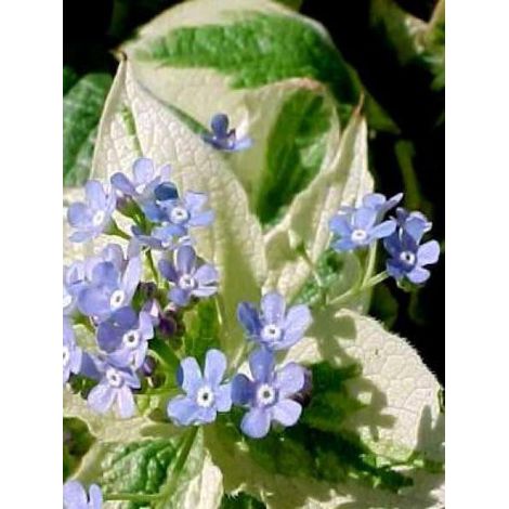 Buglosse de Sibérie 'Variegata' Godet de 8/9 cm (1/3)