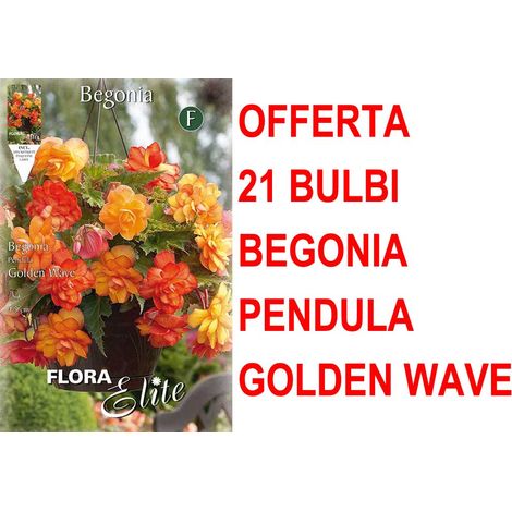 OFFERTA 21 BULBI BEGONIA PENDULA GOLDEN WAVE BULBS BULBES