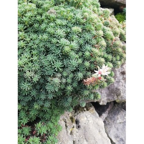 Orpin de Lydie 'Glaucum' Godet de 8/9 cm (1/3)