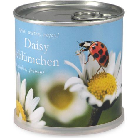 Marguerites à faire pousser en boite