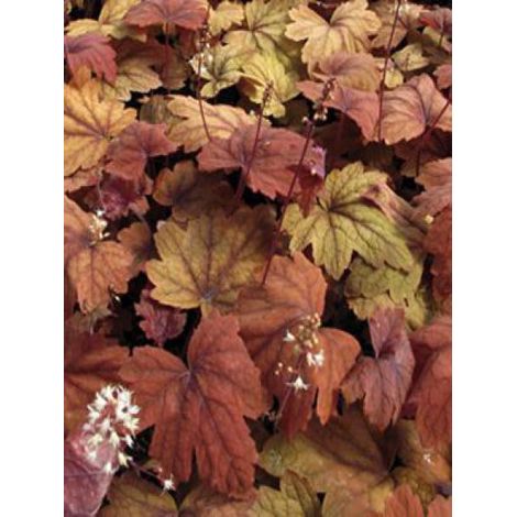 Heucherella 'Sweet tea'® Godet de 8/9 cm (1/2)