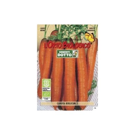 SEMENTI CAROTA BERLICUM